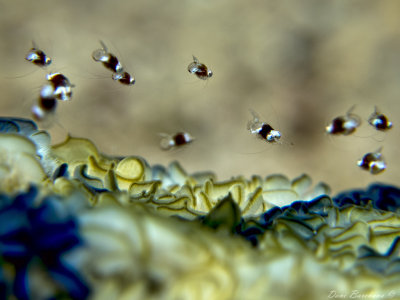 Anemone Mysid, Idiomysis tsurnamali Bacescu