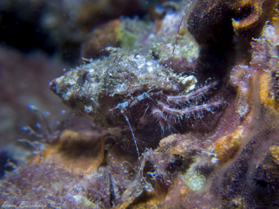 Hermit crab