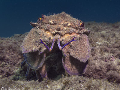 Scyllarides latus - Slipper Lobster