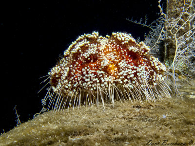  Red Sea Fire Urchin - Asthenosoma marisrubri