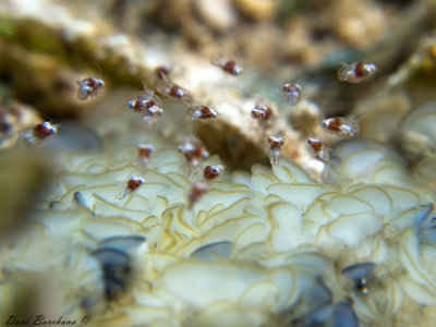 Anemone Mysid, Idiomysis tsurnamali Bacescu