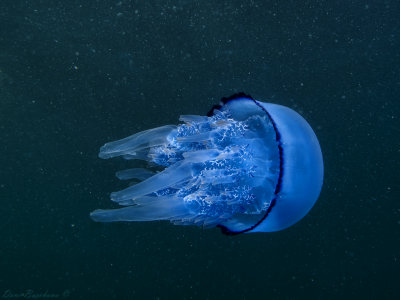 Rhizostoma