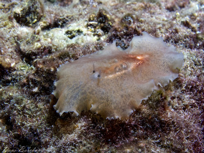 Flat Worm - Planocera Spp. (Mediterranean)