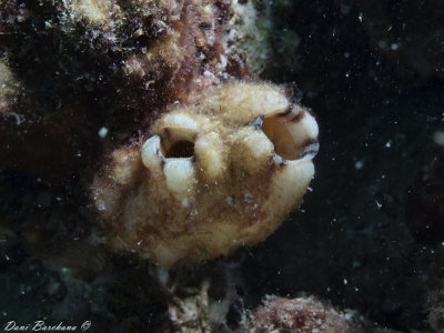 Styela plicata (Tunicate)