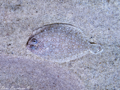 Bothus podas, Wide-eyed flounder