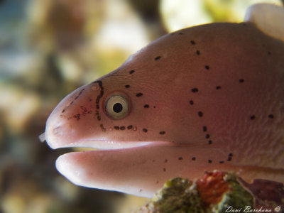 Geometric Moray -  Gymnothorax griseus