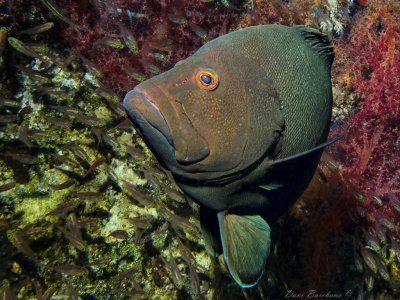 Red-Mouth Grouper -  Aethaloperca rogaa