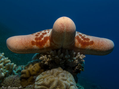 ranulated sea star, cushion seastar - Choriaster granulatus 