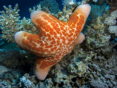 ranulated sea star, cushion seastar - Choriaster granulatus