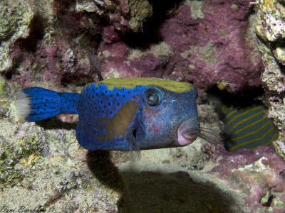  Bluetail trunkfish - Ostracion cyanurus 