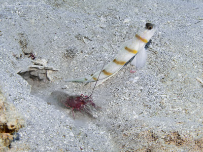 Jeddah snapper shrimp (Alpheus djeddensis) Symbiotic with Gobiid fish