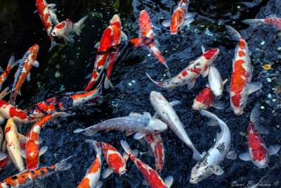 Koi Fish at Senso-Ji Temple