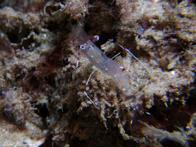 partner shrimp, Mediterranean Sea