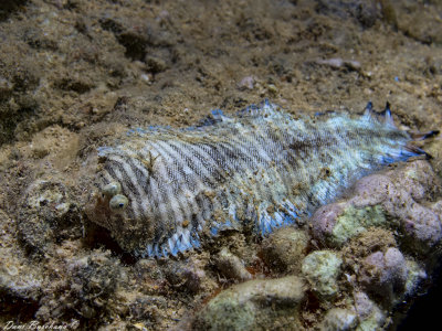 Dor's striped sole (Soleichthys dori)