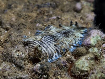 Dor's striped sole (Soleichthys dori)