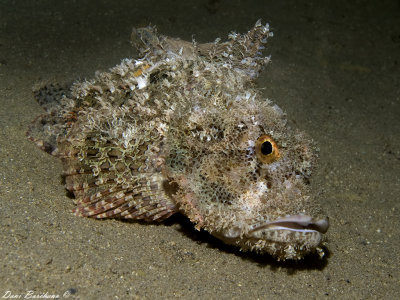 scorpion fish