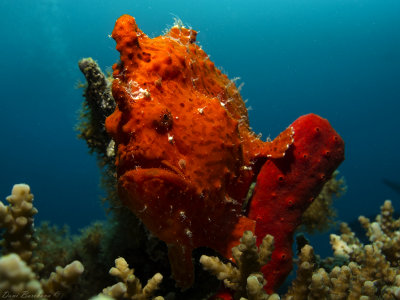 Commerson's frogfish  -  Antennarius commerson