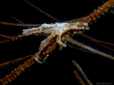 Galathea sp.