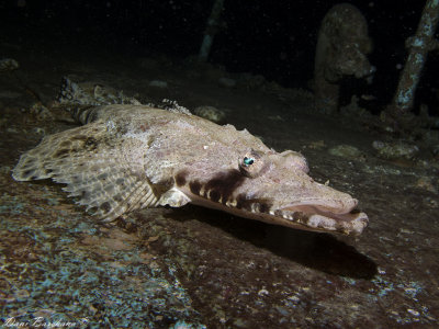 Crocodile fish