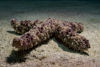 CALLOUSED SEA STAR  - Echinaster callosus