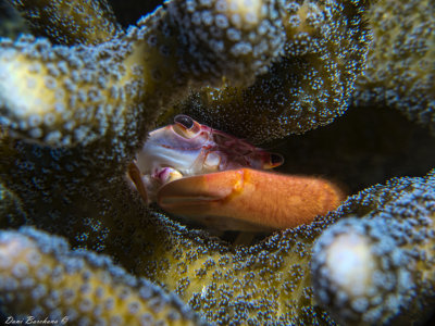Trapezia spp.