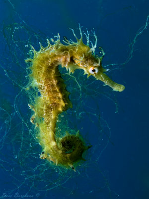 Pipefishes and Seahorses (Syngnathiformes)
