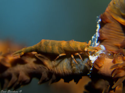 Whip Coral Shrimp - Anachlorocurtis occidentalis?