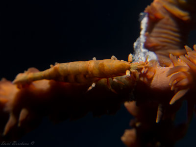 Whip Coral Shrimp - Anachlorocurtis occidentalis