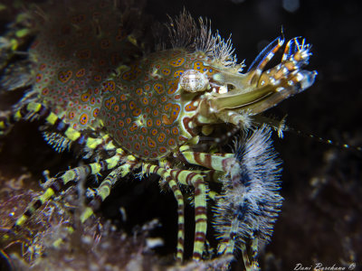 Marbled shrimp - Saron marmoratus 