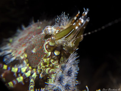 Marbled shrimp - Saron marmoratus 