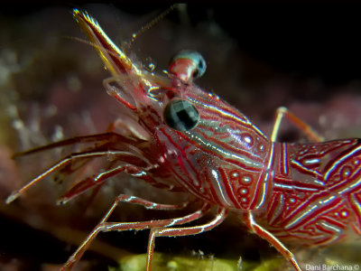 Durban dancing shrimp  - (Hinge beak shrimp)