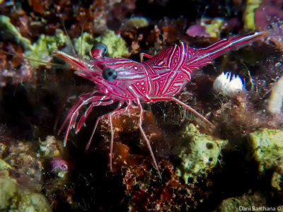 Durban dancing shrimp  - (Hinge beak shrimp)