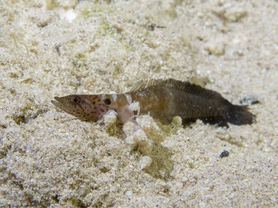 African eel blenny - Haliophis guttatus