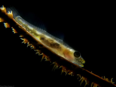 Whip Coral Goby (Bryaninops yongei)