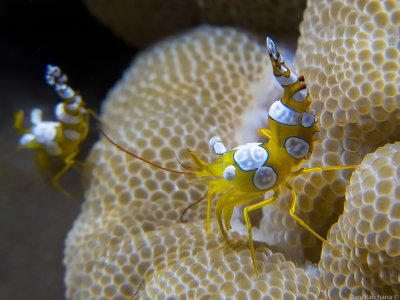 Anemone partner Shrimp (squat/popcorn,sexy)