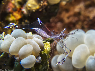 Partner shrimp  - Ancylomenes longicarpus