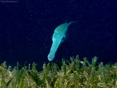 Bluespotted cornetfish