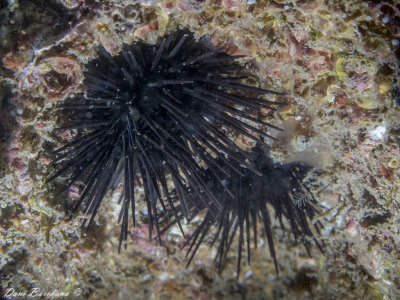 Sea urchins in Tel Aviv