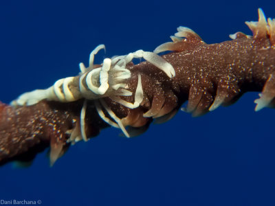 Whip Coral Shrimp - Pontonides unciger