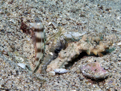 Jeddah snapper shrimp (Alpheus djeddensis) Symbiotic with Gobiid fish