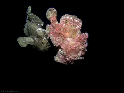 FrogFish