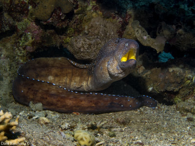 Yellowmouthed Moray Eel