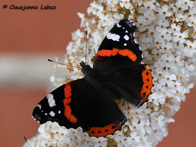 Red Admiral / Admiral - Vanessa atalanta