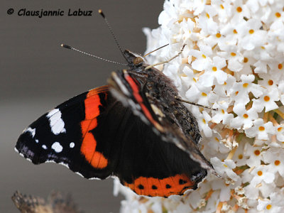 Red Admiral / Admiral - Vanessa atalanta