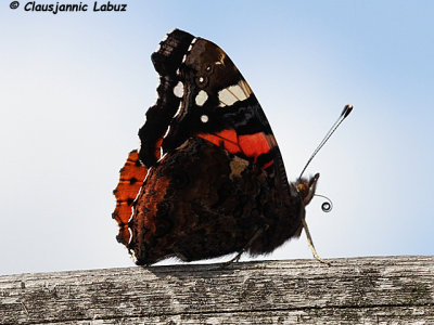 Red Admiral / Admiral - Vanessa atalanta