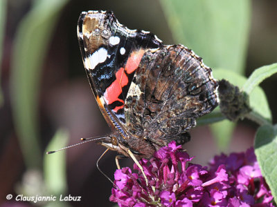 Red Admiral / Admiral - Vanessa atalanta