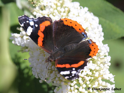 Red Admiral / Admiral - Vanessa atalanta