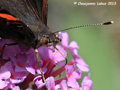 Red Admiral / Admiral - Vanessa atalanta