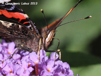 Red Admiral / Admiral - Vanessa atalanta