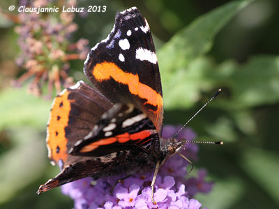 Red Admiral / Admiral - Vanessa atalanta